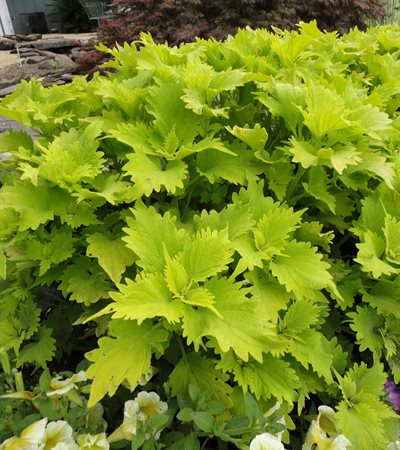 Coleus Wasabi